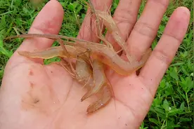 抓河虾最好的方法，4个渔网往水里一丢，这样的收获满意吗视频封面