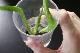 芦荟在塑料瓶里用河沙养护，直接放鱼缸上水培，一周就生根了视频封面
