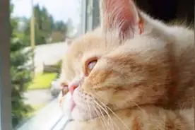 猫咪会迎接主人回家一到门口就开始叫唤，它是怎么分辨出来的呢？视频封面