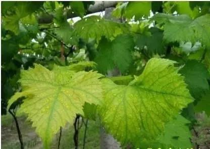 葡萄缺铁影响大，为啥缺铁？怎样快速有效补铁？深度解析+附图！