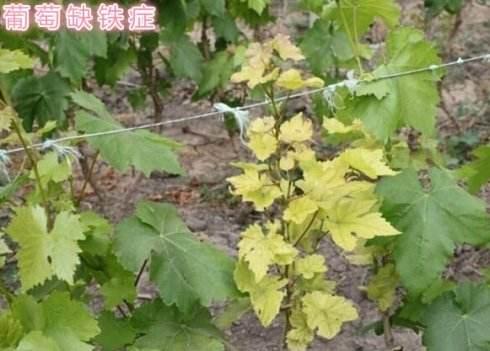 葡萄缺铁影响大，为啥缺铁？怎样快速有效补铁？深度解析+附图！