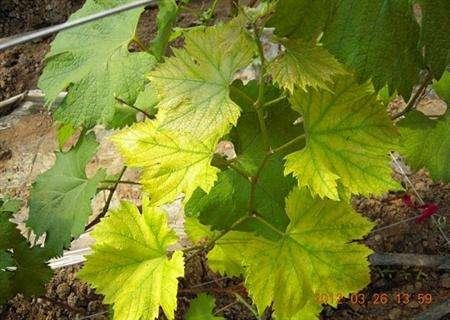 葡萄缺铁影响大，为啥缺铁？怎样快速有效补铁？深度解析+附图！