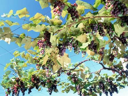 钁¤悇缂洪搧褰卞搷澶э紝涓哄暐缂洪搧锛熸€庢牱蹇€熸湁鏁堣ˉ閾侊紵娣卞害瑙ｆ瀽+闄勫浘锛? onerror=