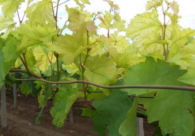 钁¤悇缂洪搧褰卞搷澶э紝涓哄暐缂洪搧锛熸€庢牱蹇€熸湁鏁堣ˉ閾侊紵娣卞害瑙ｆ瀽+闄勫浘锛? onerror=