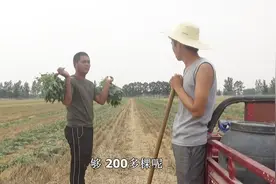 农村小伙西瓜地套种红薯苗，说到种植技术一本正经，搞笑就服你！视频封面