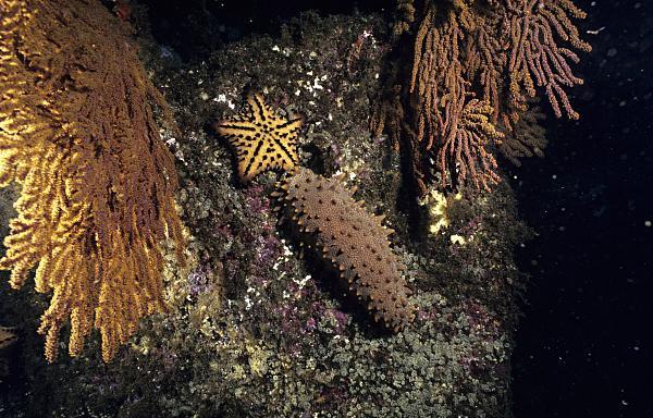 海参应该怎么做 2026年海参应该怎么做着吃