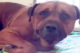 年迈狗狗被主人抛弃，泪眼汪汪不停呜咽，看着让人揪心不已！视频封面