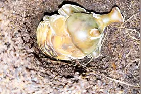 独角仙幼虫，15天后变成成虫