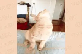 最标准的傲娇姿势，猫星人：论傲娇本猫从来都是第一视频封面