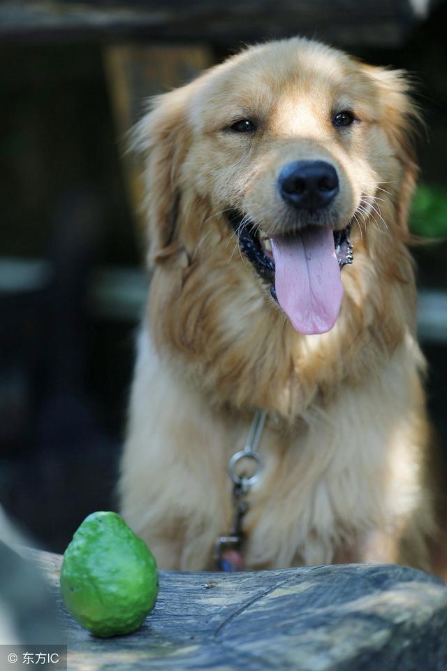 金毛猎犬掉毛,金毛巡回猎犬-访谈观察