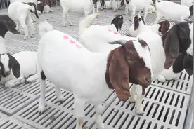 养殖波尔山羊怎么样？视频封面