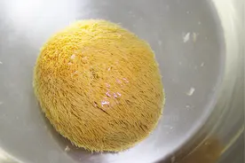 猴头菇要怎么吃，教你一种营养美味的做法，味道好还养胃视频封面