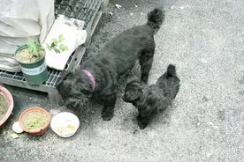 女孩把小奶狗抱回家，第二天却看到了母子相认的画面，感到很愧疚图片