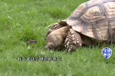 养野生动物当宠物？小心互相伤害图片