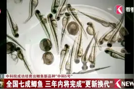 中科院成功培育鲫鱼“中科5号” 全国七成鲫鱼 三年完成更新换代视频封面