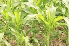 家里种玉米的，快来看看，学会这个小技巧，轻松增加收成！视频封面