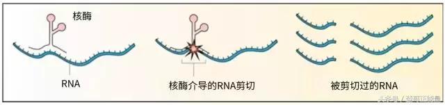 你没看错！今年高考全国1卷理综第8题单选A和B都给分！