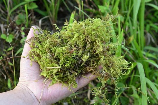 田里有青苔怎么办