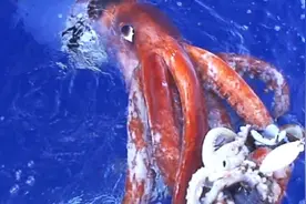 它是海洋的霸主，没有天敌连抹香鲸都打不过它，却只能活450天