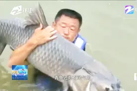 狮子被园长用拖鞋教训，四处乱窜 与150斤青鱼搏斗竟只为合影视频封面