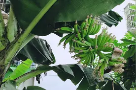 这棵是香蕉树？还是芭蕉树？视频封面