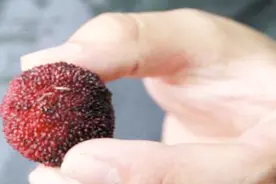 杨梅洗出小白虫 还能吃吗？