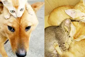 依靠奶粉活下来的小猫，终于长大了！现在和一条狗成为了好朋友