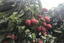 吃货看完都要口水直流！东莞荔枝即将大批量上市，还可以冷链空运视频封面