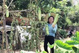 农村菜园种的黄瓜再不摘就老了，这么大的黄瓜是怎样种出来的？