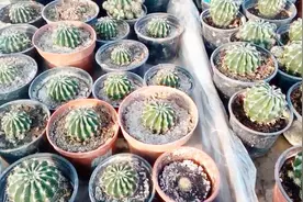 朋友徒手给仙人掌换盆，真正的技术从不带手套视频封面