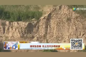 渭河生态环境改善 吸引上万只崖沙燕安家图片