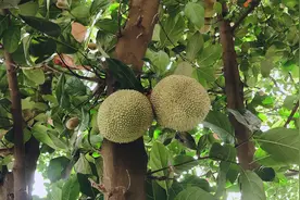 菠萝蜜，营养高，一个顶仨苹果，忌跟蜂蜜混着吃！视频封面