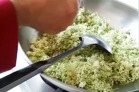 东北大叔摘了一袋子暴马子花，炒干了当茶喝清肺祛痰，真是好东西视频封面