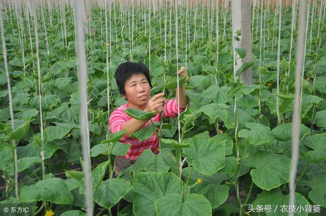 教你如何简单制作生物菌剂！告诉你如何使用效果最好！