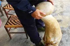 广州：食用野生“荔枝菌”，一家三口中毒入院视频封面