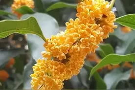 李清照《摊破浣溪沙》：花有千重，心有千千结图片