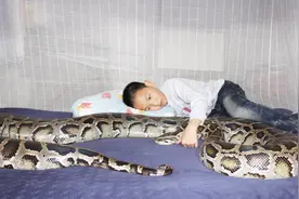 泰国蟒蛇生吞小孩，肚子被划开后，吓坏了在场的所有人！视频封面