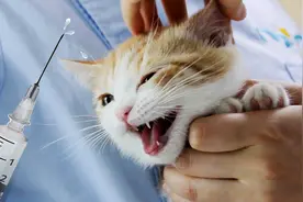 小橘猫第一次打针，又吵又闹还要咬人，拿出吃的一秒变乖！视频封面