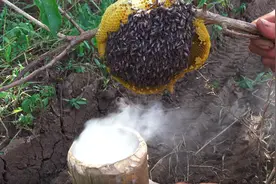 原始技术通过烟熏获取天然蜂蜜，连同蜂蛹一块煮，熟了直接开吃