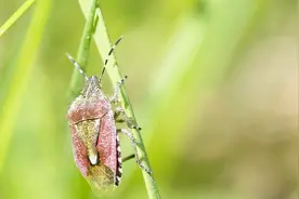 农村这种叫“臭大姐”的虫，沾手上奇臭无比，怎么才能去除味道？