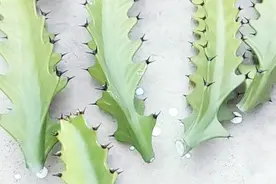 扦插龙骨花，就用这个方法，十天就生根，蹭蹭长满盆视频封面