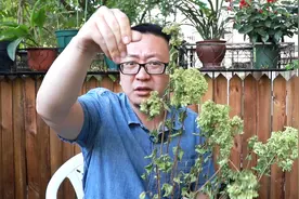 花草缺水干枯了怎么办，有一个急救的方法