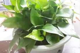 千万别给绿萝浇这4种水，否则喝了长得贼快，抽芽贼多视频封面