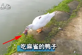鸭子吃麻雀？说出来你可能都不相信