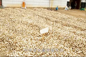 山东二姐娘家种了8亩地的大蒜，正是丰收季节，一亩能产2500斤视频封面