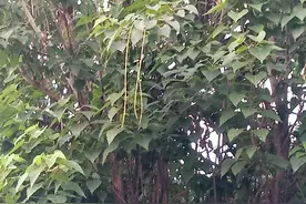 百年楸树结豆角，农村大爷说古奇走到哪也没有，你信吗？