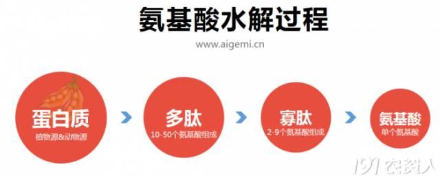 关于氨基酸的4大知识点