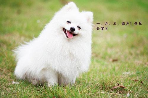 「涵姐详细介绍:博美犬」智商排第5位:博美犬也叫松鼠犬