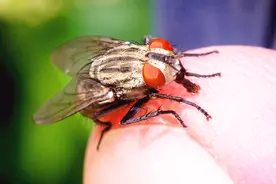 汽车高速行驶时，为什么苍蝇能在车内自由飞行？视频封面