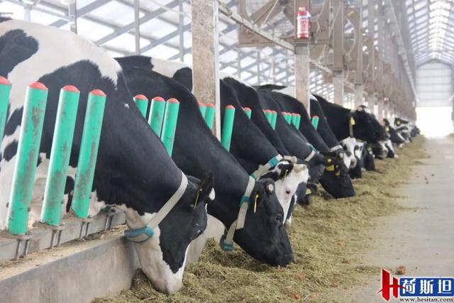 增产？抗应激？纳米液体复合维生素——奶牛维生素缺乏症的福音